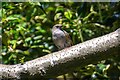 Bridport : Dunnock