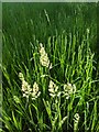 TF0820 : Grass flowers by Bob Harvey