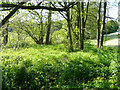 Stream next to High Hoyland Lane, High Hoyland