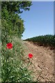 TL4910 : A Pair of Poppies on the Footpath to Chalk Lane by Glyn Baker