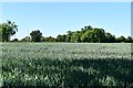 Ashfield Green, Verdons Lane: Cereal crop