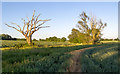 Tree on field boundary near Poppin House, Moreton