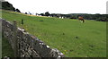 Horse grazing in an Ogmore field