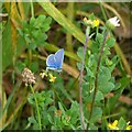 Carlton Cemetery wildlife - Common Blue butterfly (Polyommatus icarus)