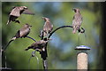 Young Starlings in London N14