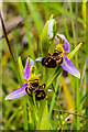 TQ2252 : Bee Orchid (Ophrys apifera) by Ian Capper