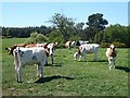 Bullocks in field near Quarry House