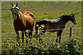 A horse wearing a fly mask