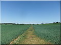 SE7151 : Field path by Primrose Hill by David Brown