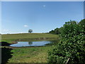 Pond at High Catton Grange