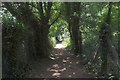 Tree lined path