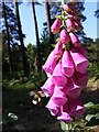 Bee polinating Foxgloves in Tullecombe Copse