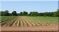 Crop in field north of The Balk