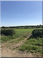 Field view near Peatling Magna