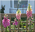 A flight of Foxgloves