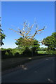 Dead tree by the footpath sign