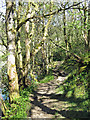 Footpath on the south bank of the River Nent opposite Gossipgate