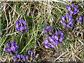 NJ3565 : Purple Milk-vetch (Astragalus danicus) by Anne Burgess