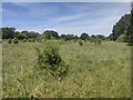 Field close to Hook Farm