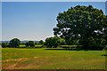 Cullompton : Grassy Field