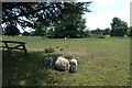 SE4644 : Sheep near Newton Kyme Church by DS Pugh