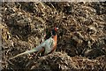 Pheasant on manure pile, Harty Marshes