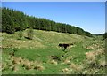 Meanders on the Hareshaw Burn