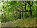 Row of trees in Gledhow Valley Woods