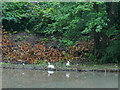 Swans at the edge of Gledhow Valley Lake