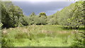 H8228 : Marsh in Carnagh Forest by Sean Davis