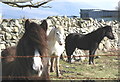 Ponies at Pen y Buarth Farm