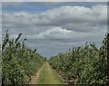 Orchards near Painters Forstal