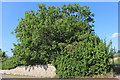 Tree by Stratford Road, Alderminster