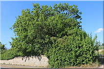 SP2348 : Tree by Stratford Road, Alderminster by David Howard