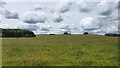 Windmill Hill Down, Wiltshire