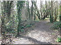 Woodland footpath, Llandegai