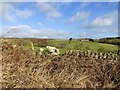 View of Woody Close Farm