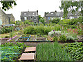 Cragg Avenue allotments