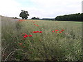 Poppies in a field of rape, Priorslee