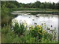 West Allotment Pond near Silverlink Biodiversity Park