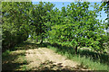 Tree lined bridleway