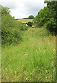 Meadow, Collaton St Mary