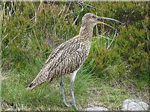 SK2586 : Curlew calling above Rivelin Brook by Neil Theasby