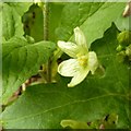 White Bryony (Bryonia dioica), Car Colston