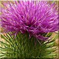 SK7144 : Spear Thistle (Cirsium vulgare) by Alan Murray-Rust
