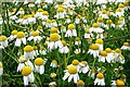 NZ1165 : Scented Mayweed (Matricaria recutita) by Andrew Curtis
