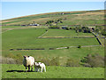 The valley of the River Nent around Far Skelgill (2)