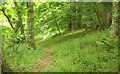 Path in Woodney Copse