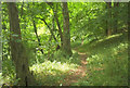 Path in Woodney Copse