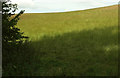 Grassy field above Woodney Copse